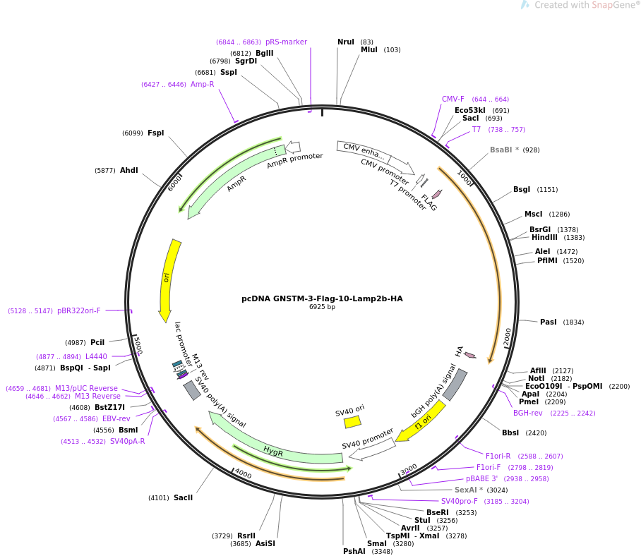 pcDNA GNSTM-3-Flag-10-Lamp2b-HA质粒图谱